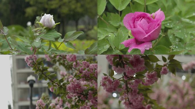 春天雨季的花朵视频素材