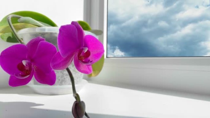窗台上花盆里的兰花。天空和云在背景上移动。时间流逝。兰花植物，称为蝴蝶兰或法拉，称为蝴蝶兰。