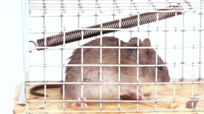 室内老鼠被捕获在现场捕获老鼠陷阱中。白色背景上的活笼子里的一只可爱的小啮齿动物。人类在盒子陷阱中捕捉