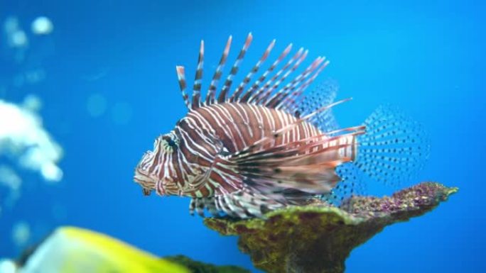 狮子鱼 (Pterois volitans) -一种骨鱼骨鱼。天蝎科。狮子鱼战士。