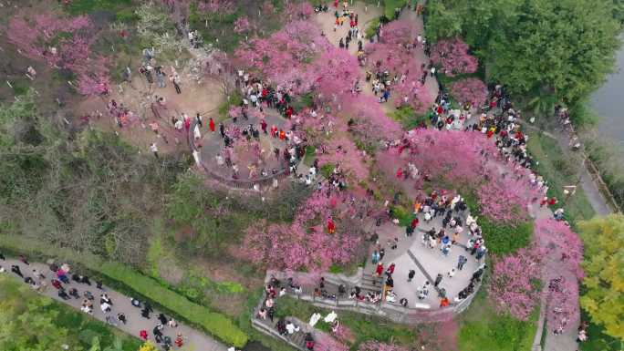 九龙坡彩云湖湿地公园春梅航拍