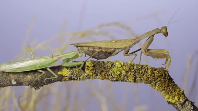 雄性螳螂沿着覆盖着地衣的树枝行走时接近非常大的雌性。螳螂交配。外高加索树螳螂 (Hierodula 