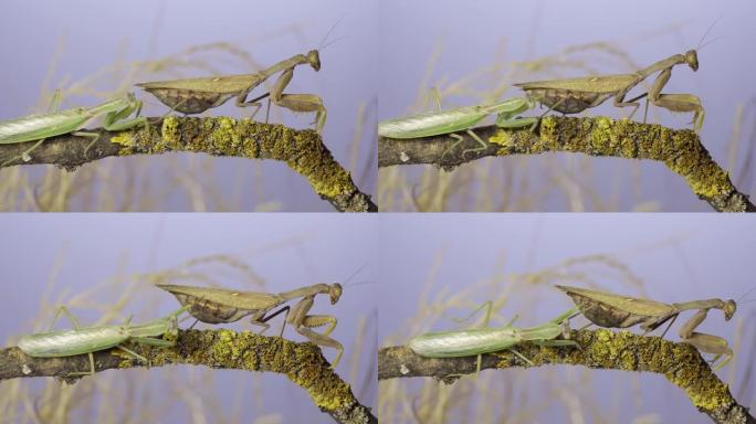 雄性螳螂沿着覆盖着地衣的树枝行走时接近非常大的雌性。螳螂交配。外高加索树螳螂 (Hierodula 
