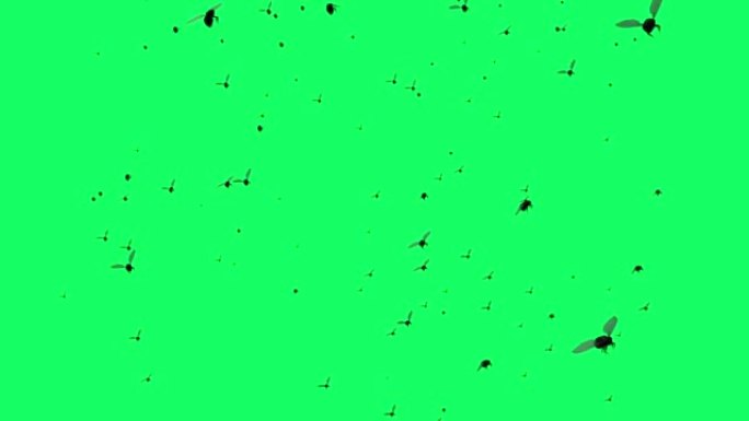 3d动画-苍蝇在绿色屏幕上飞翔