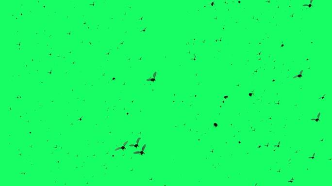 3d动画-苍蝇在绿色屏幕上飞翔