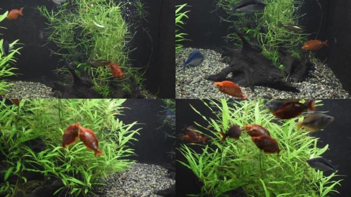橙红色彩虹鱼在水族馆里游泳，还有其他鱼