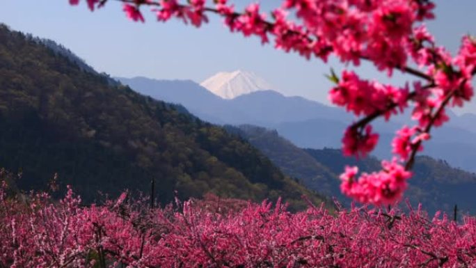 桃花盛开与富士山山梨县复藤市