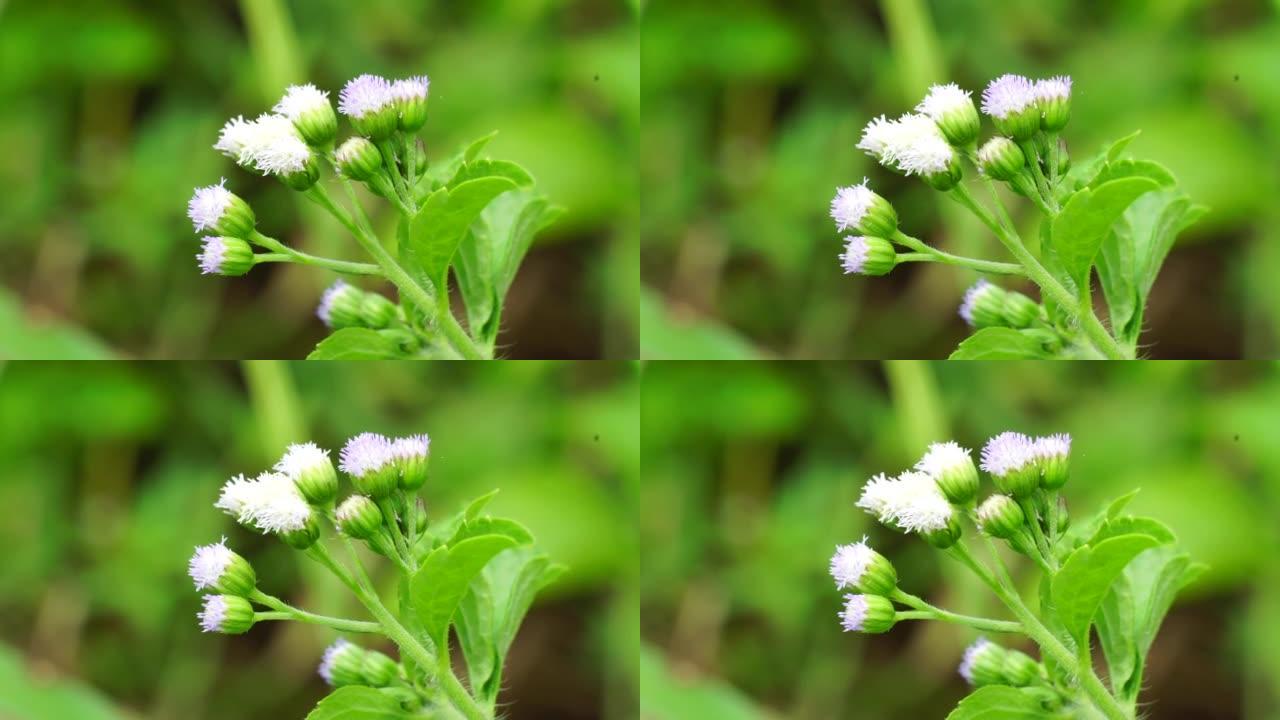 班多坦 (Ageratum conyzoides) 是属于菊科部落的一种农业杂草。用于对抗痢疾和腹泻