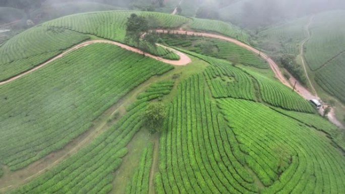 日出场景晨景，雾和雾空中无人机摄像机凸轮飞越越南北部富寿省龙科山区的茶园露台