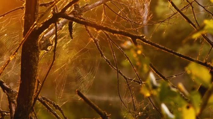 早晨日出时在沼泽树上的蜘蛛网。树木绿叶背景上的织网。大美丽的圆形网络宏特写视图。自然绿色背景