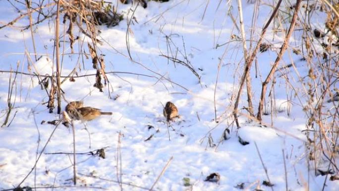三只麻雀在雪地里啄面包