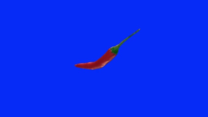 蓝屏背景上的红辣椒