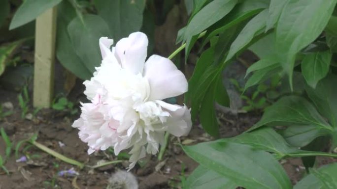 牡丹花 (lat. Paeonia) 白色