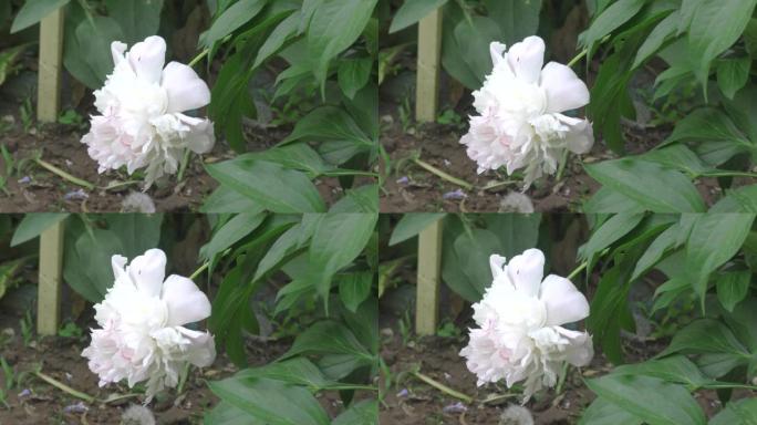 牡丹花 (lat. Paeonia) 白色