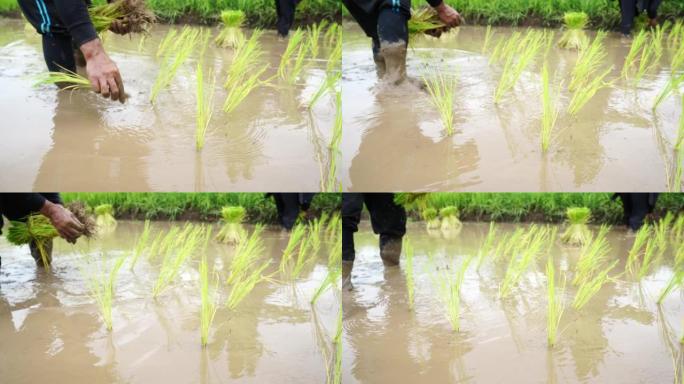 农民在土壤中种植水稻，雨季种植，亚洲农业，泰国，4K