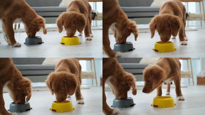 Toller幼犬从碗中喝水