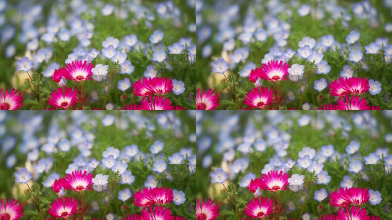 雏菊和nemophila开花的春天