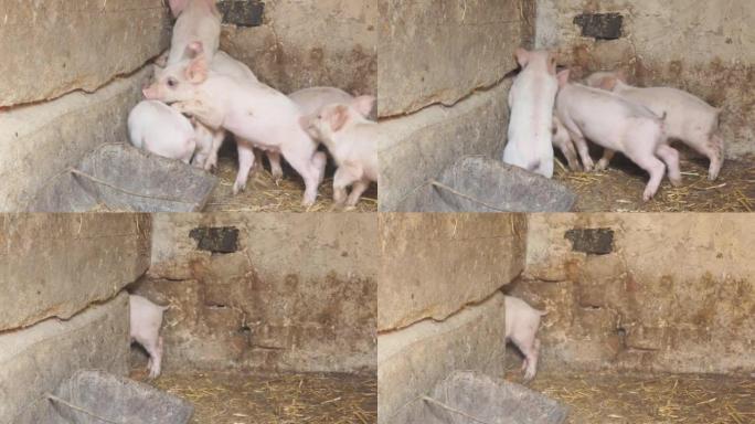 农场院子里的小猪。养猪场猪圈里的猪。现代农业养猪场