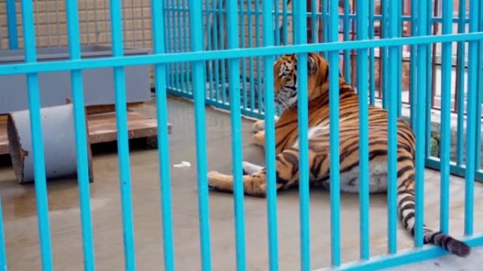 动物园笼子里的白虎