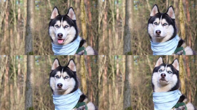 哈士奇肖像。蓝眼睛和蓝色围巾的狗。森林里哈士奇。狗枪口特写。西伯利亚哈士奇仔细地环顾四周，对着镜头