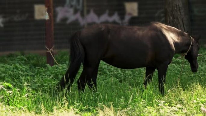一匹美丽的棕色马，靠着瓷砖墙牧场。一匹马站在城墙附近，是城市环境中的农场动物