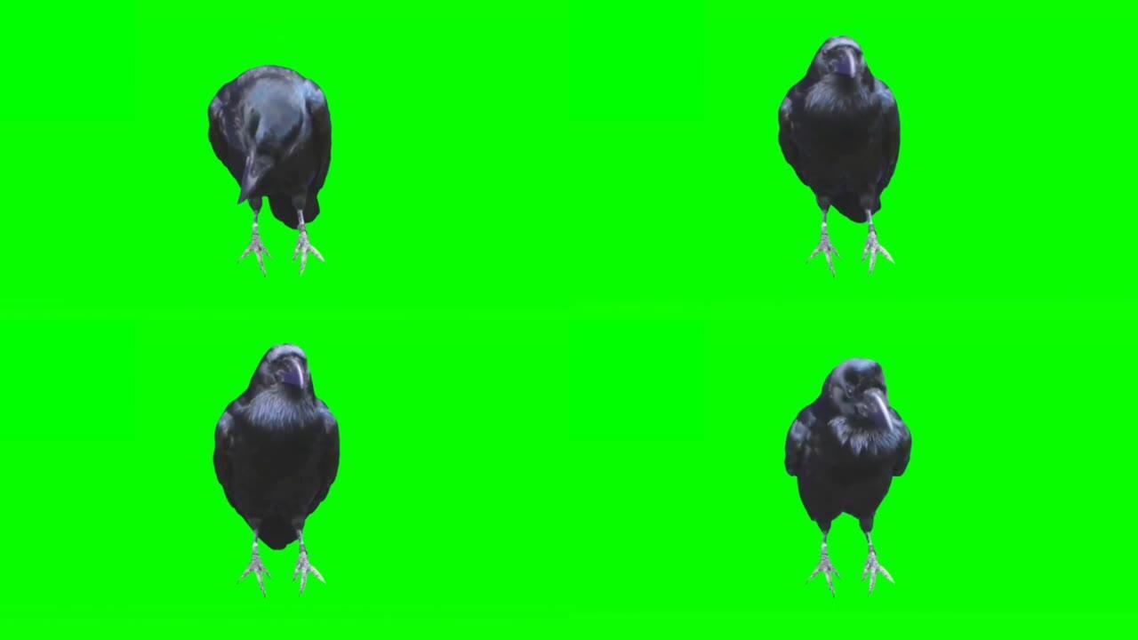 乌鸦在绿色屏幕上看
