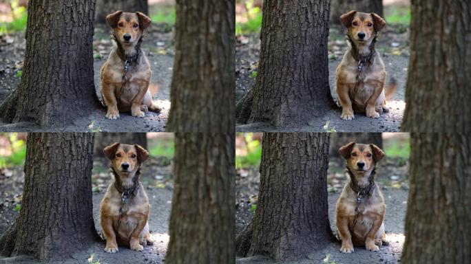 链子上的小院子狗用善良的眼睛看着相机，并在树木附近摇着尾巴。夏季，摊位附近的杂种狗守卫着领土