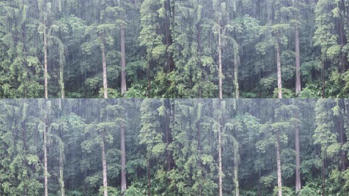 森林景观下大雨。特写视图。