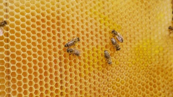 辛勤工作的蜂蜜昆虫产生储存新鲜蜂蜜的细胞。蜜蜂用黄色蜡片组成蜂窝。特写。
