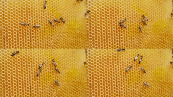 辛勤工作的蜂蜜昆虫产生储存新鲜蜂蜜的细胞。蜜蜂用黄色蜡片组成蜂窝。特写。