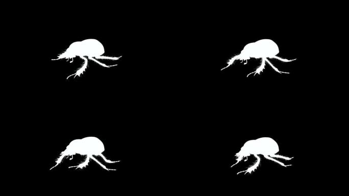 黑白右俯视图粪甲虫循环动画素材