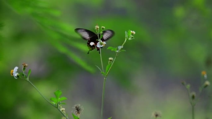 蝴蝶蝶恋花野花小草