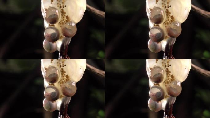 亚马逊叶蛙 (Cruziohyla craspedopus) 的卵团