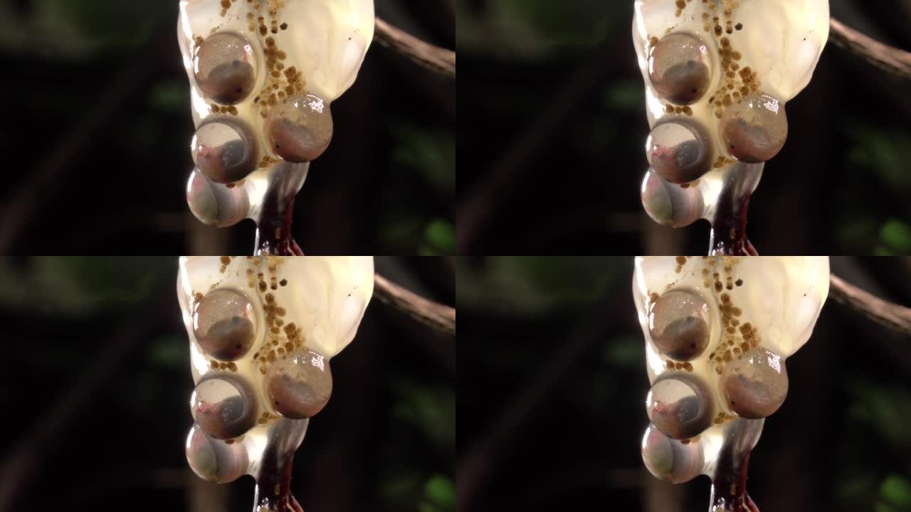 亚马逊叶蛙 (Cruziohyla craspedopus) 的卵团
