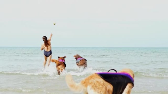 慢动作狗跑步和游泳在沙滩上玩水浪快乐，周末快乐享受日落，金狗趣味活动理念。