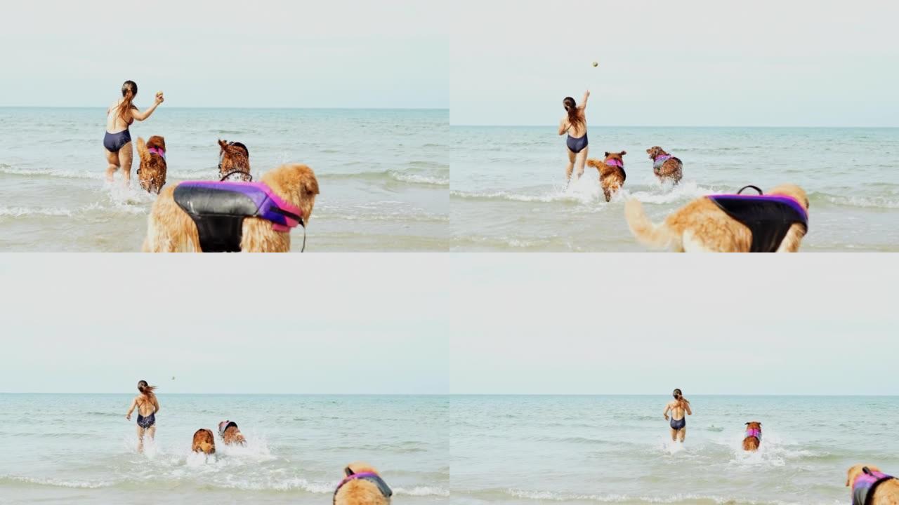 慢动作狗跑步和游泳在沙滩上玩水浪快乐，周末快乐享受日落，金狗趣味活动理念。