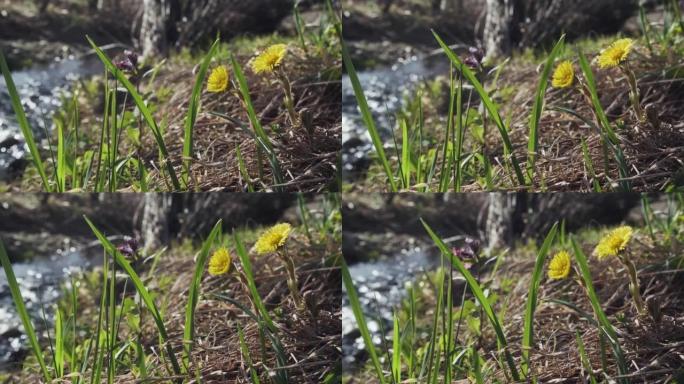 初春森林的河岸上有黄色的马蹄花。野花Tussilago farfara也称为tash植物，咳嗽草，小