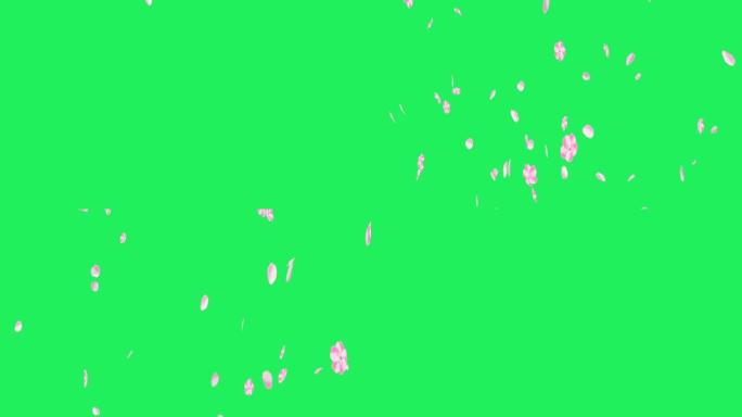 现实的粉红色樱花落孤立在绿色背景。