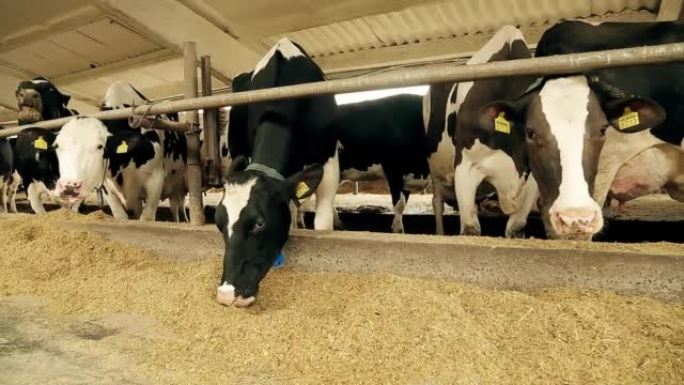 现代农场。奶牛在干净的谷仓里吃干草。