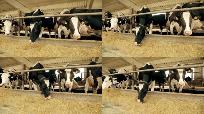 现代农场。奶牛在干净的谷仓里吃干草。