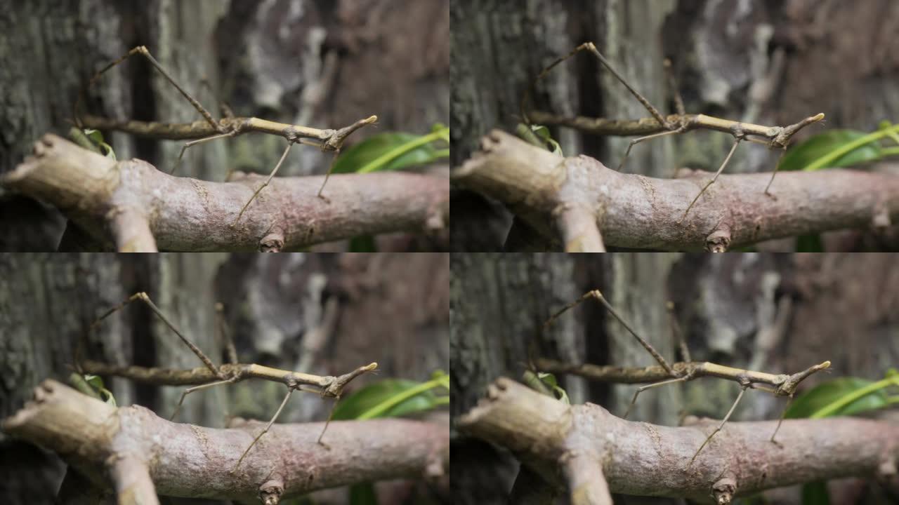 树枝上的大竹节虫