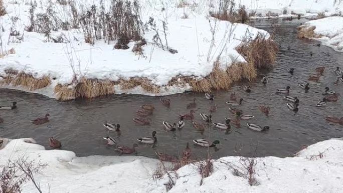 冬天一群鸭子在河里游泳。雪河里的野鸭。猎鸭。