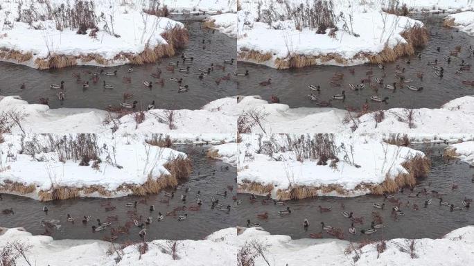 冬天一群鸭子在河里游泳。雪河里的野鸭。猎鸭。