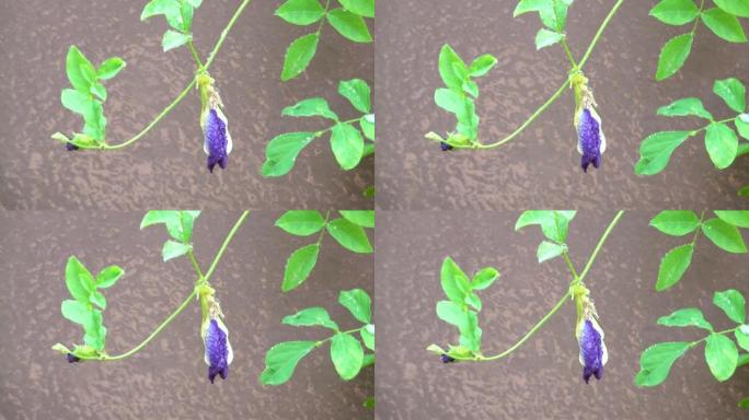 蝴蝶豌豆花蒂在雨中