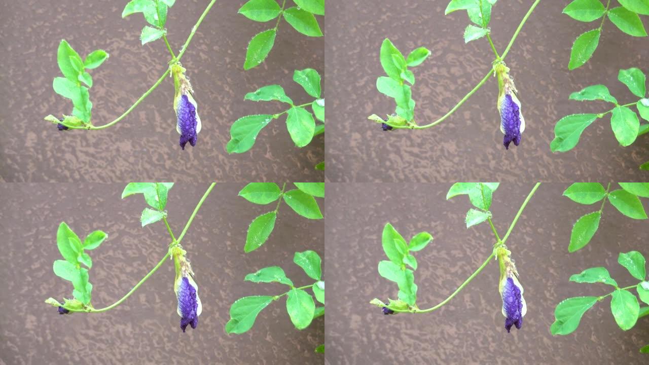 蝴蝶豌豆花蒂在雨中