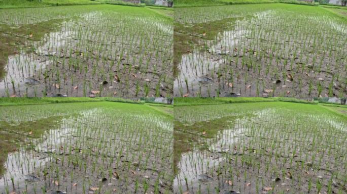 种植小水稻植株，茎仍小，绿叶绿茎