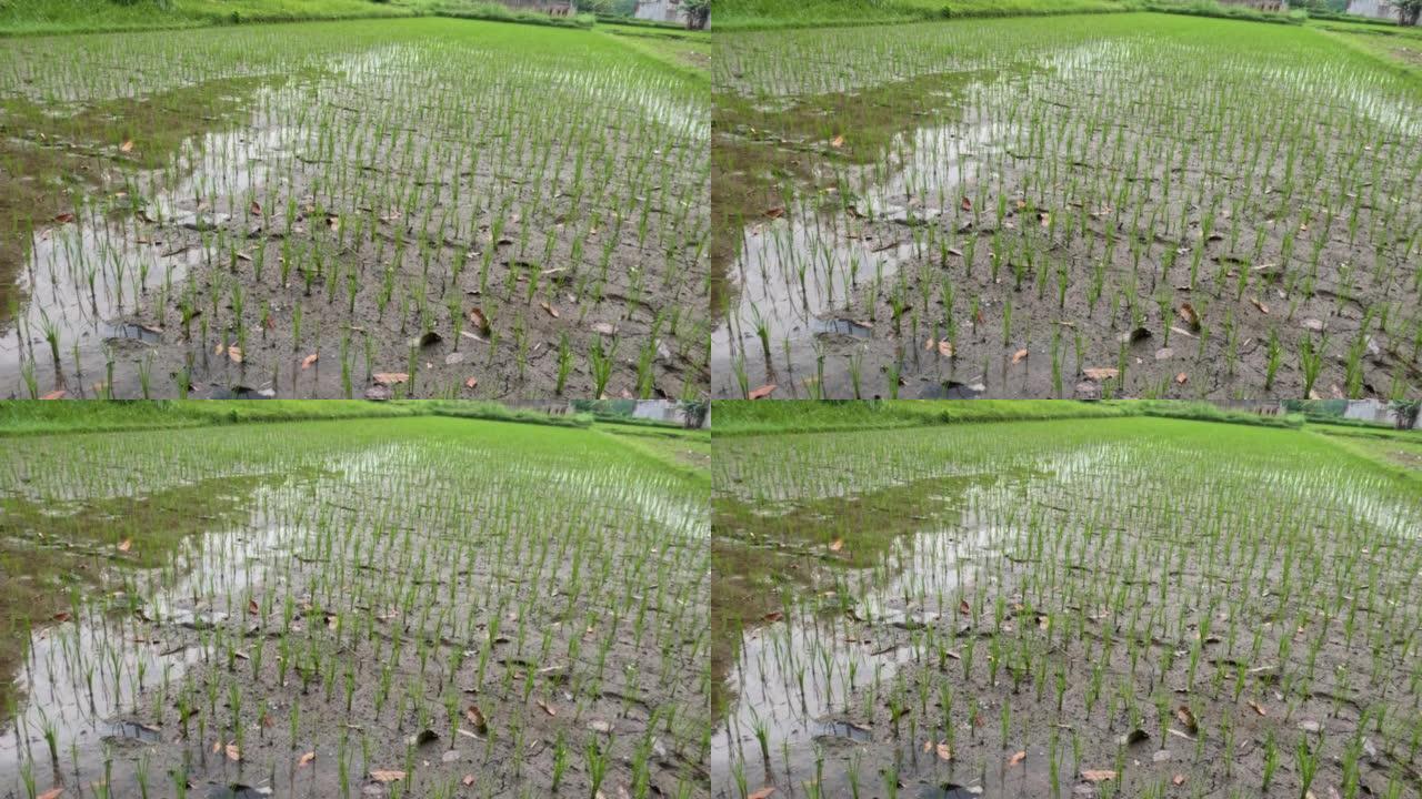 种植小水稻植株，茎仍小，绿叶绿茎