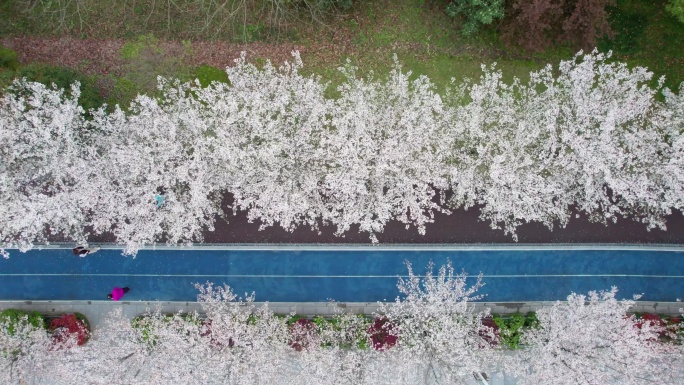 杭州 江边樱花跑道