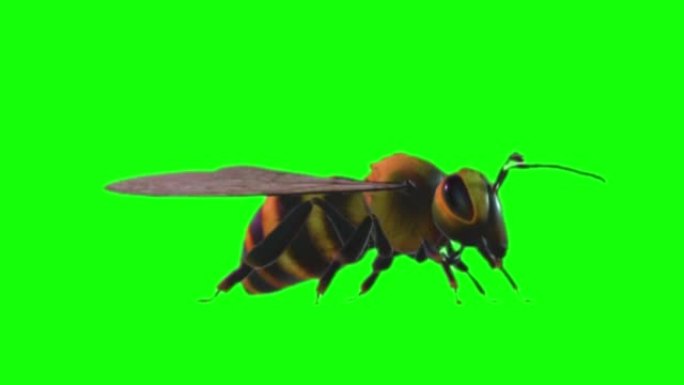 蜜蜂在绿色屏幕上寻找