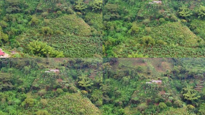 飞越香蕉、咖啡和橘子种植园。